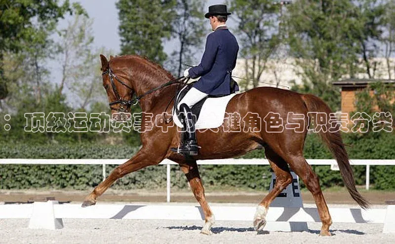 ：顶级运动赛事中的关键角色与职责分类